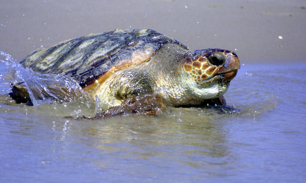 Loggerhead Turtle