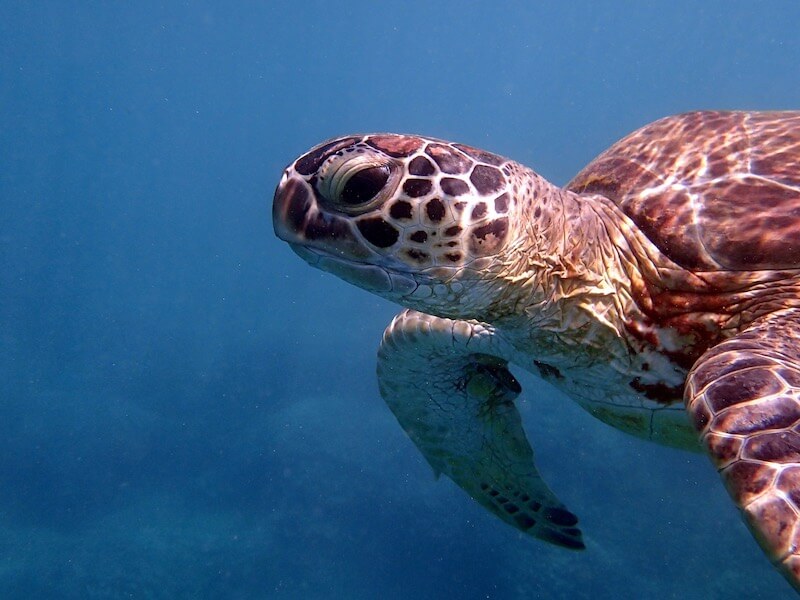 Green Turtle