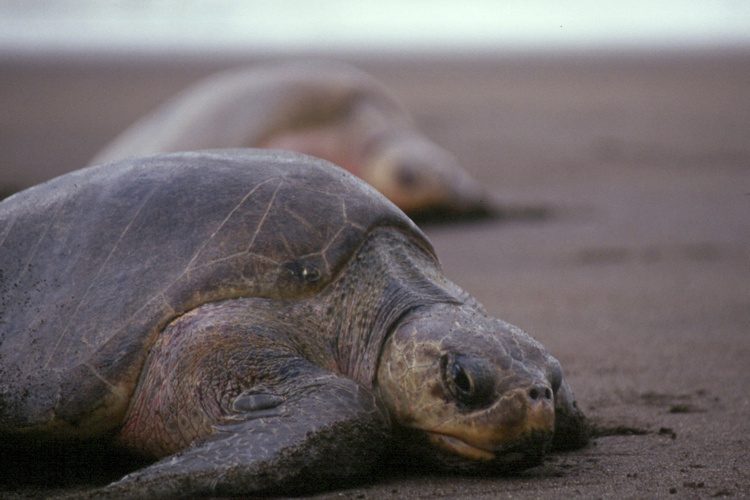 Olive Ridley